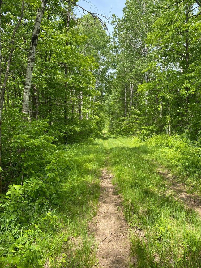 Heavily wooded parcel with accessibility off S Finn Road