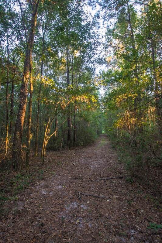 Beautiful canopy road...