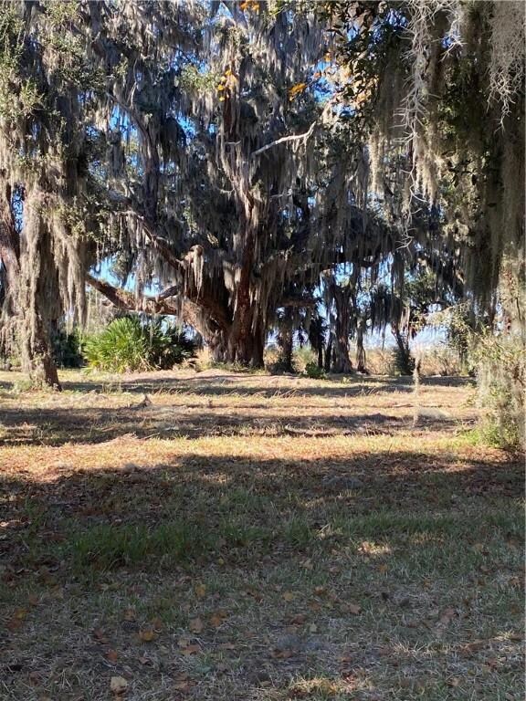Magnificent Tree