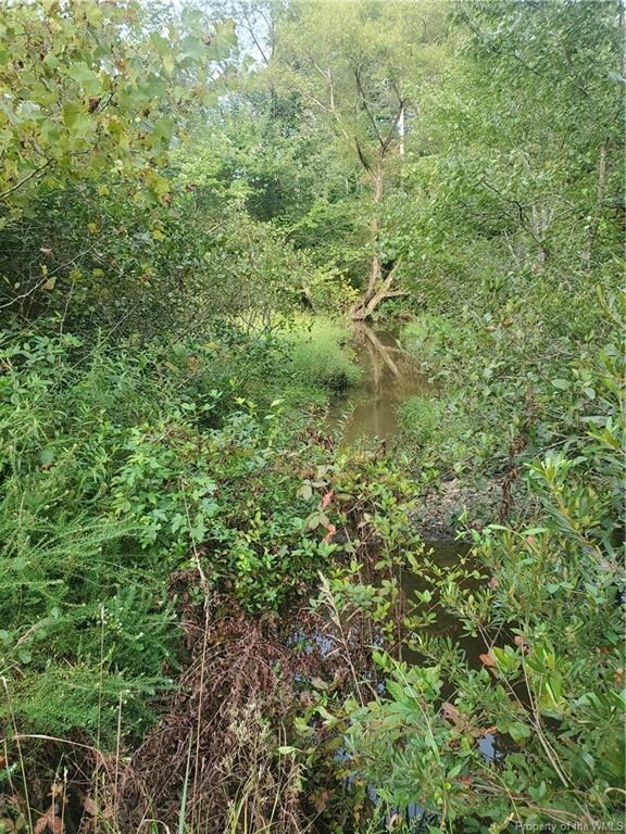 meadow (streams/wetlands)