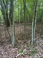 Section 14 Lot 24 Port-Au-prince Rd, Dubois Area School District, PA 15801 - photo 6