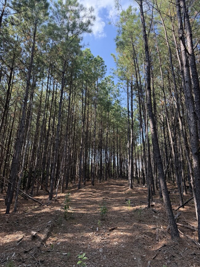 3415 Waynesboro Hwy, Hohenwald, TN 38462 - photo 6