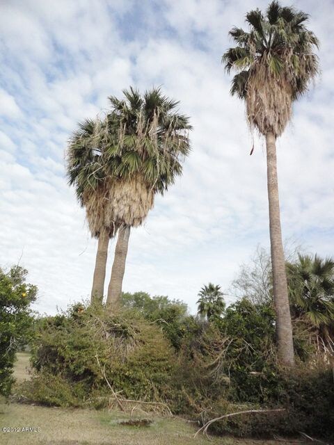 Mature Palms