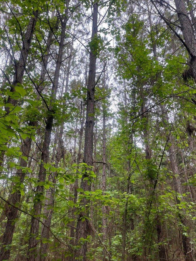 View of woods