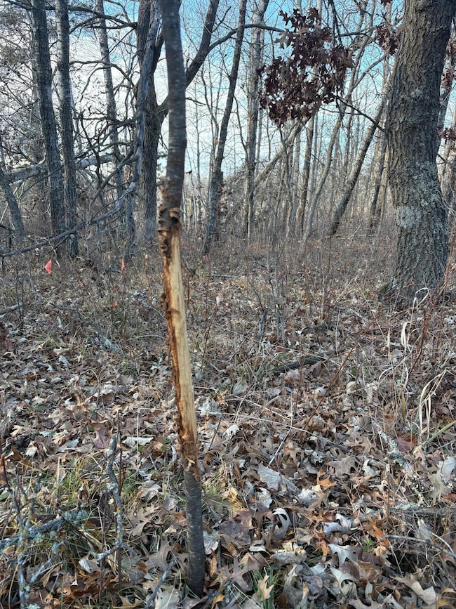 7839 Birchmont Beach Rd NE, Bemidji, MN 56601 - photo 5