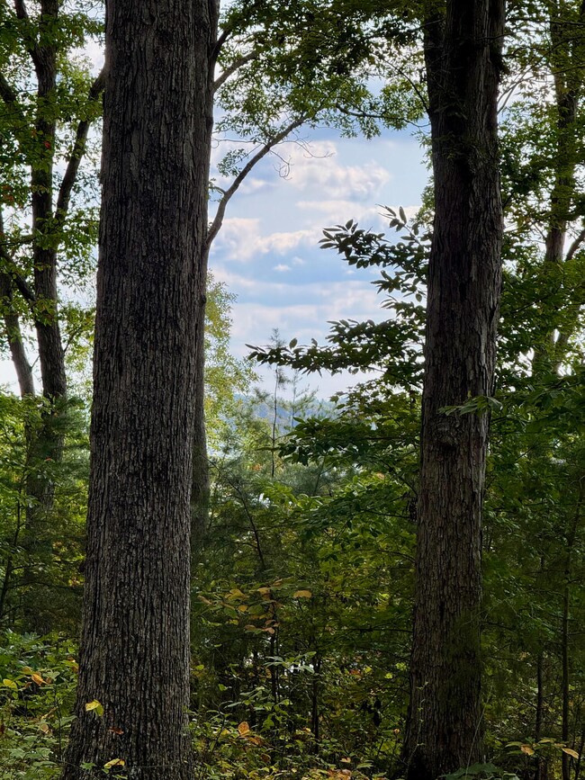 80 Paradise Aly, Russell Springs, KY 42642 - photo 4