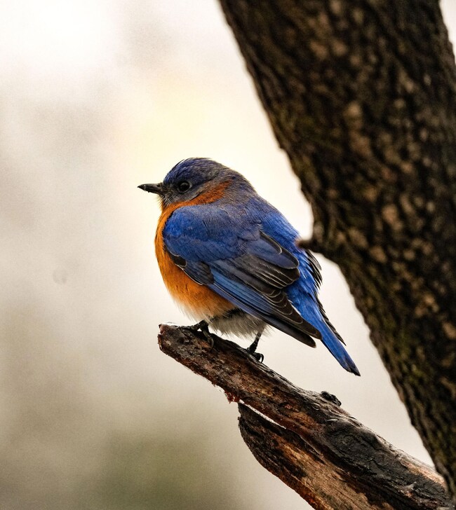 3042 Johnny Ct, Augusta, GA 30906 - photo 4