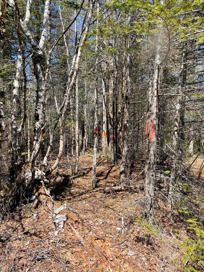 M6 L16 Us Route 1, Whiting, ME 04691 - photo 4