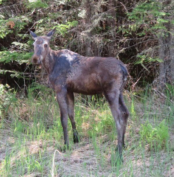 Wildlife
