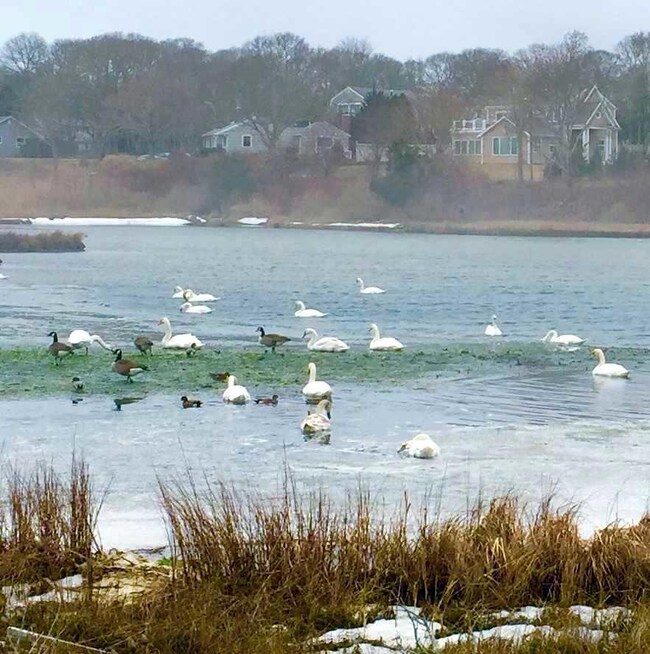 best swans