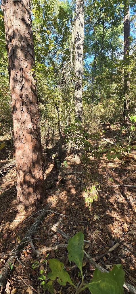 PIDN 13737 Lake Circle Dr, Broaddus, TX 75929 - photo 5