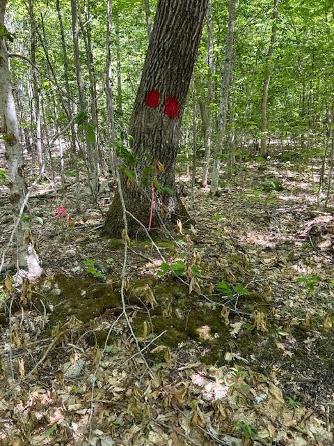 64 Brookhollow Rd, Naples, ME 04055 - photo 5