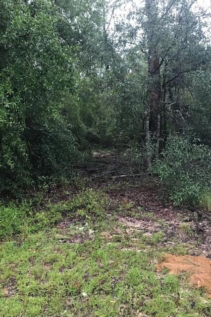 Lot 50 Hinote Rd. Mossy Head