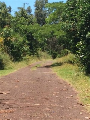 Looking down Hilo Rd.