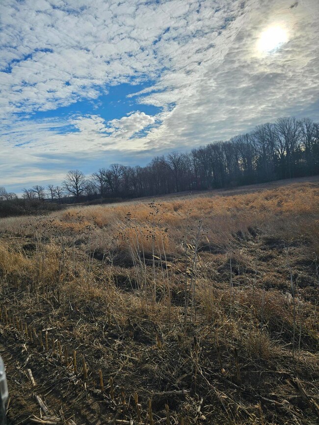 meadow 2