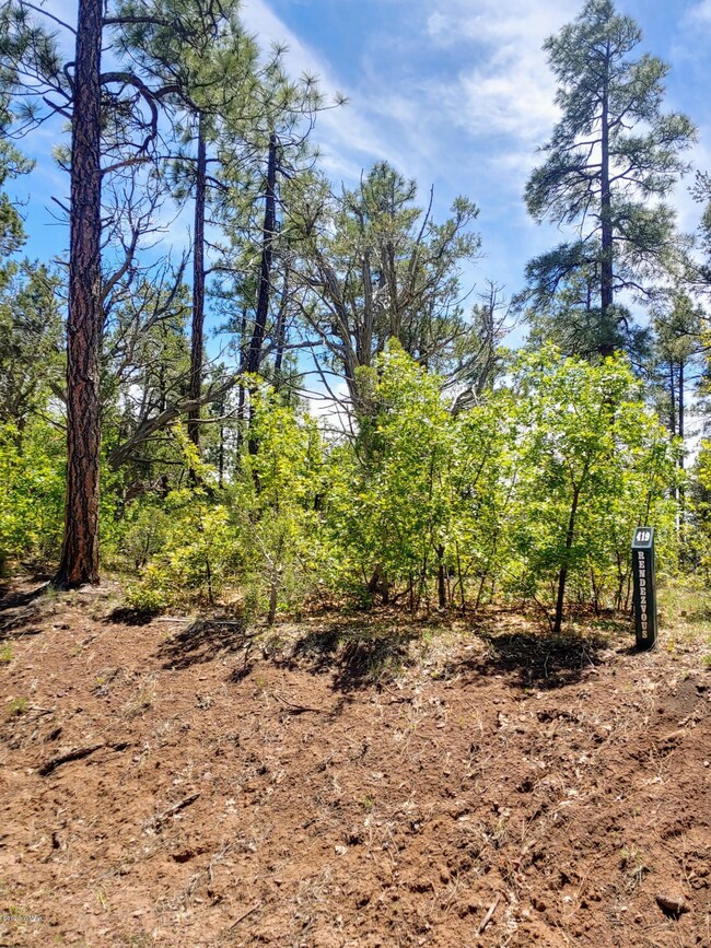 Tall Pines