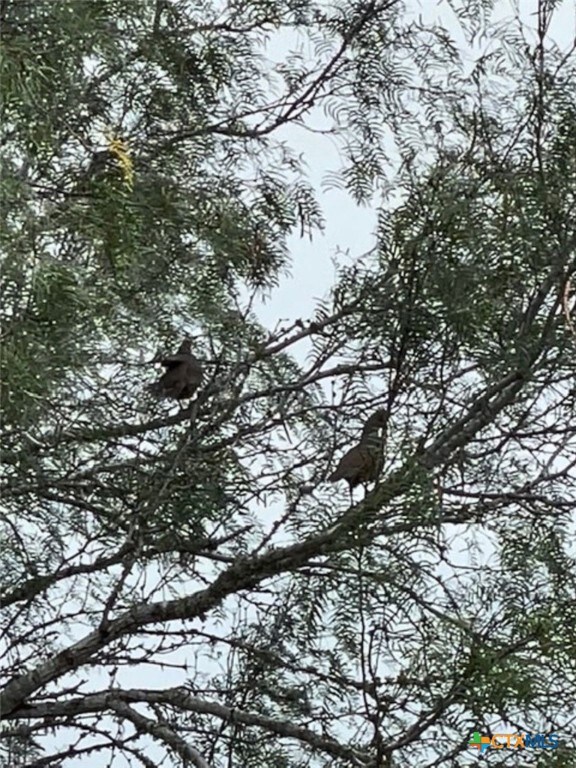 0 Tr 123 Triple T-Bar-l Rch unit 592173, Freer, TX 78341 - photo 3