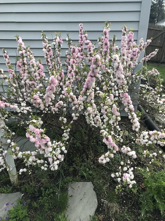 6 Helm St, South Hadley, MA 01075 - photo 5