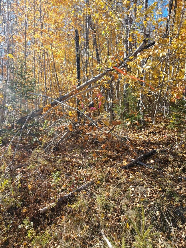 L 6 Tolman Hill Rd, Carroll Plantation, ME 04487 - photo 6