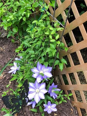 425 Walnut St, Statesville, NC 28677 - photo 4