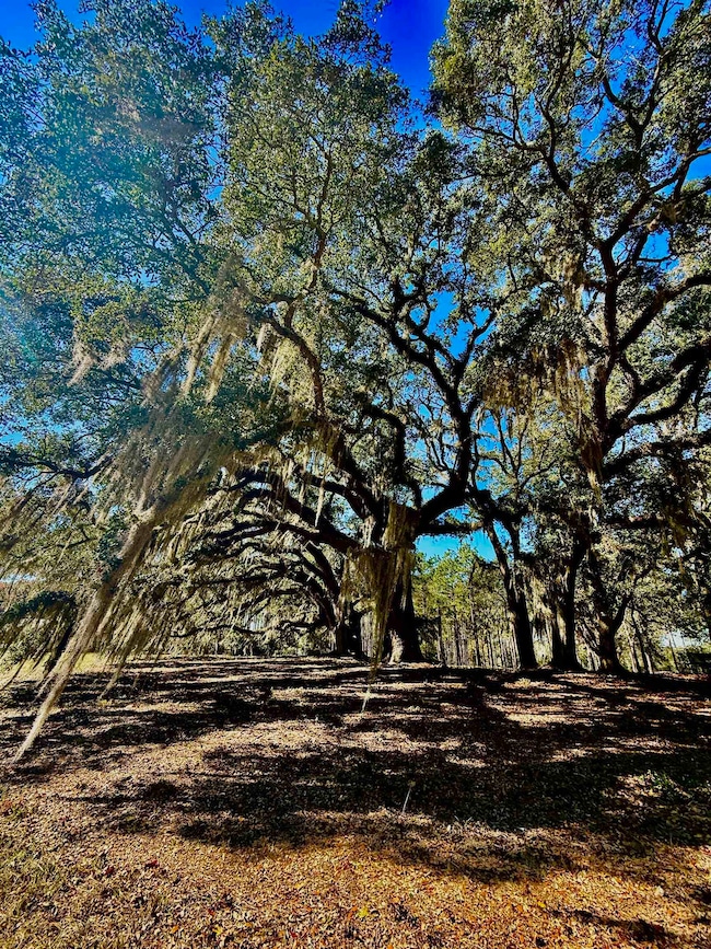 9283 Tallokas Rd, Pavo, GA 31778 - photo 6