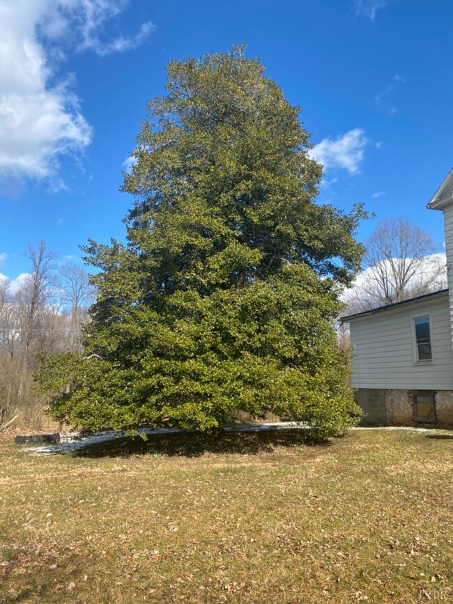 100 year old Holly Tree