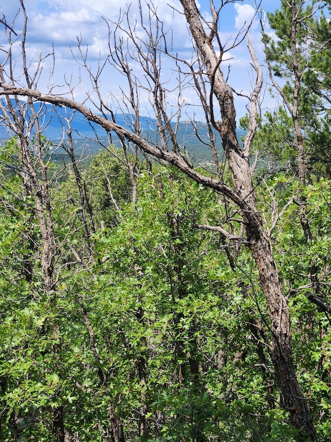 5 Spies Rd, Ponderosa Pine, NM 87059 - photo 2