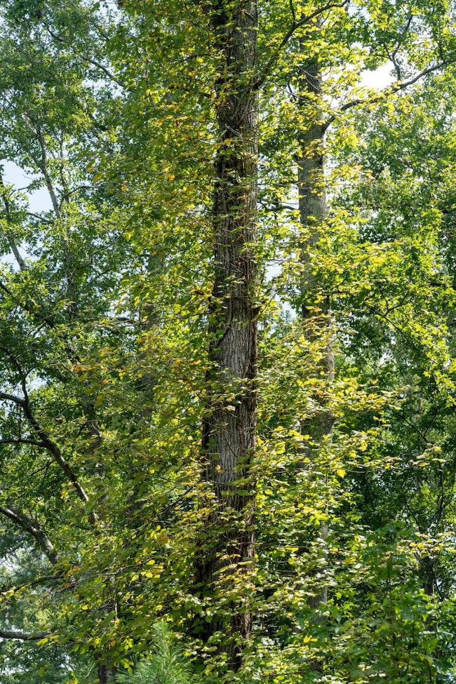 04 Woodfields St unit 4, Greenwood, SC 29646 - photo 7