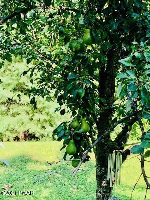 113 Bland Ln, Dingmans Ferry, PA 18328 - photo 6