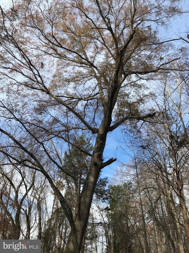 LOT 32 Orange Springs Rd, Unionville, VA 22567 - photo 5