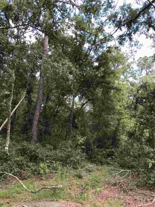 xx Frank Jones Rd unit III, Crawfordville, FL 32327 - photo 5