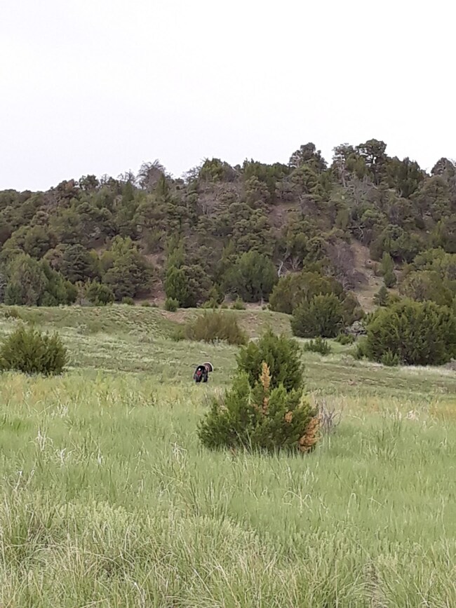 Tom turkey on Land