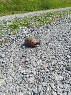 1112 Covered Bridge Rd, Wallingford, KY 41093 - photo 2