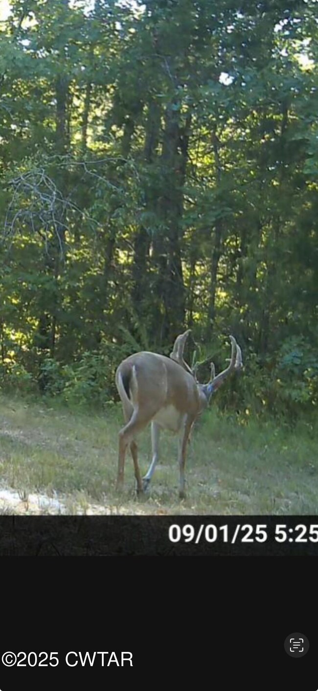 4260 Highfield Rd, Cedar Grove, TN 38321 - photo 2