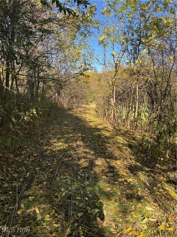 View of tree filled area