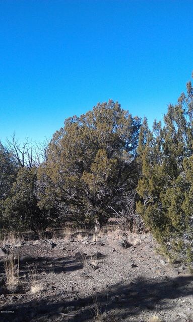 Mature trees