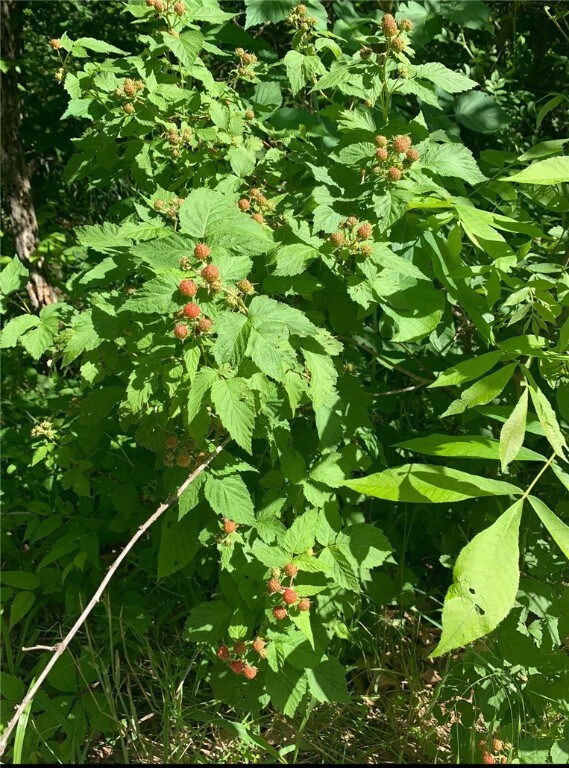 0 Ashley Ln, Bella Vista, AR 72715 - photo 5