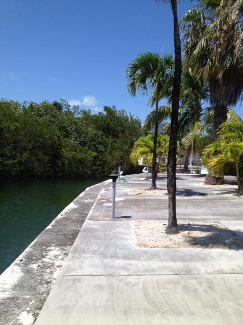 back yard 2