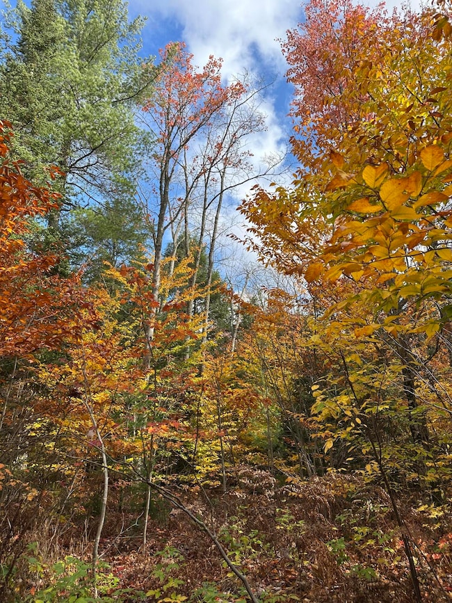 000 Pinewood Rd, McMillan Township, MI 49868 - photo 7