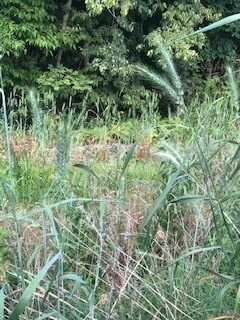 16 Reading Ln, Bella Vista, AR 72714 - photo 2