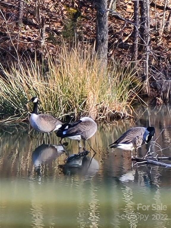 435 Misery Ridge Trail, Mill Spring, NC 28756 - photo 5