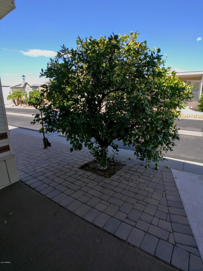 Front fruit tree