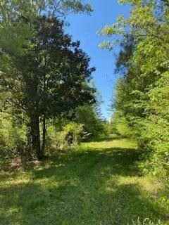 grassy road