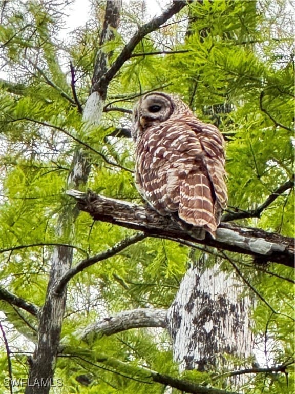 Bird lovers' paradise at Six Mile Cypress Slough Preserve
