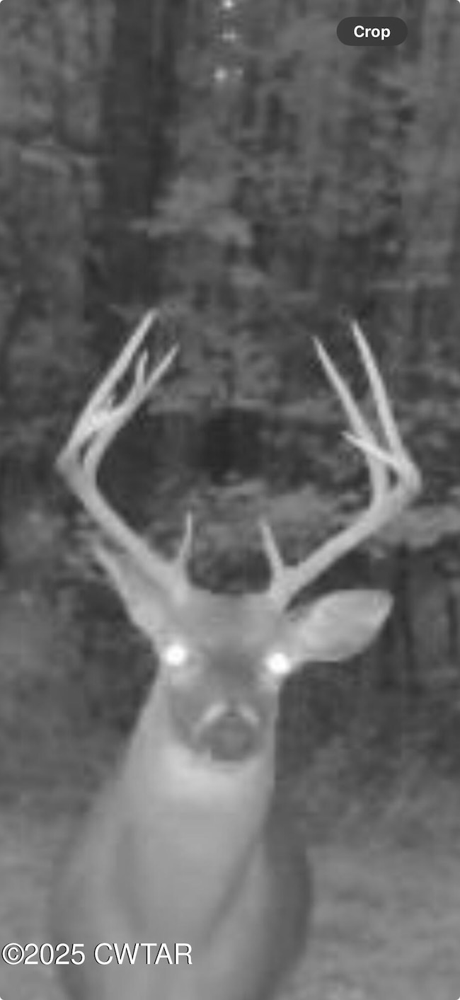 4260 Highfield Rd, Cedar Grove, TN 38321 - photo 4