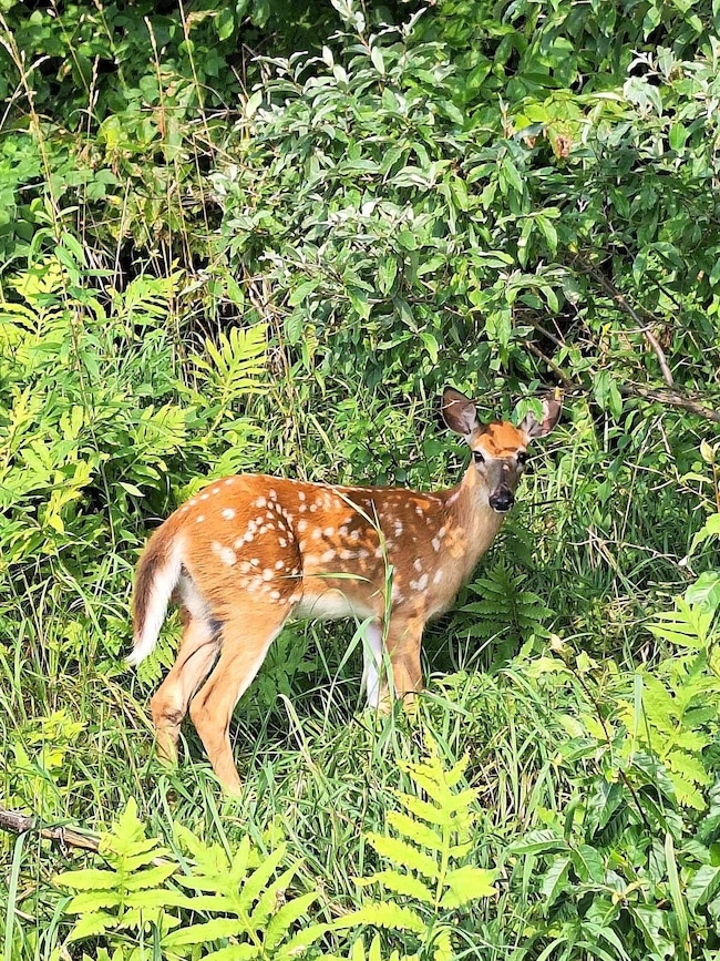 0 Brook Rd, Springfield, VT 05156 - photo 4