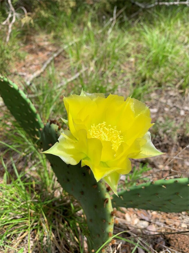 3041 Deer Ct, Weatherford, TX 76085 - photo 5