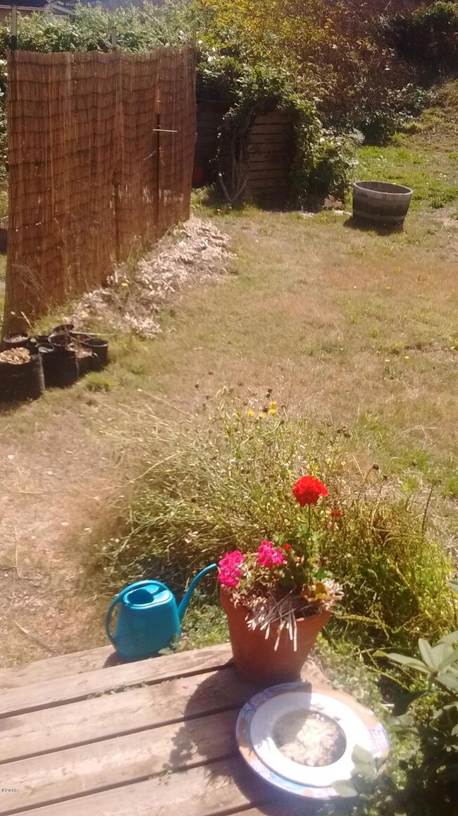 backyard