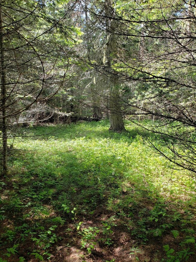 209 & 213 Sherman Ln, Bigfork, MT 59911 - photo 2