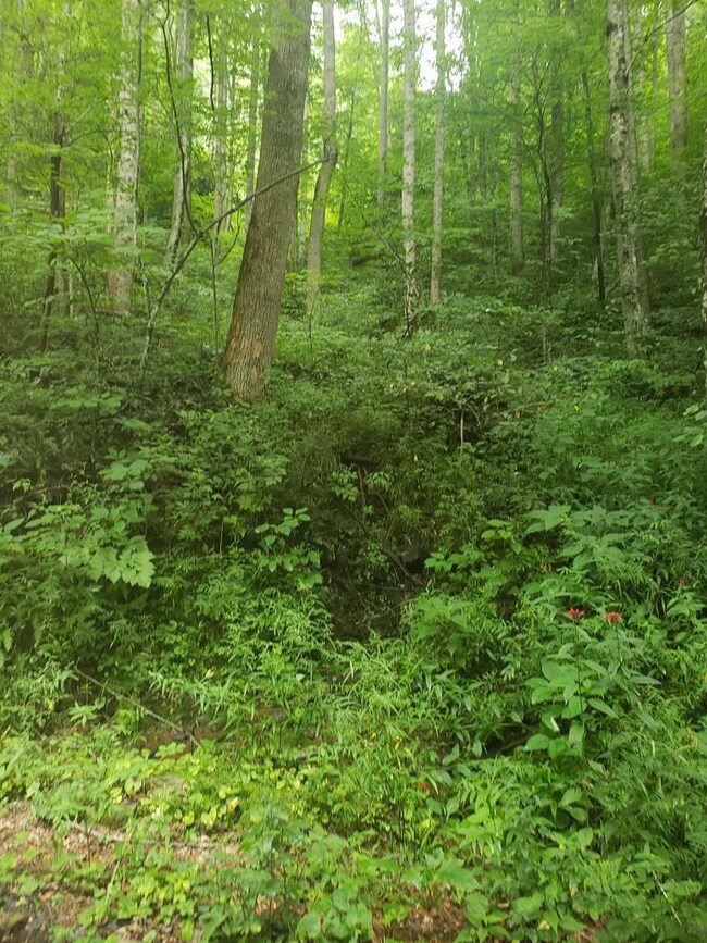 0 Orchard Ln, Sylva, NC 28779 - photo 2